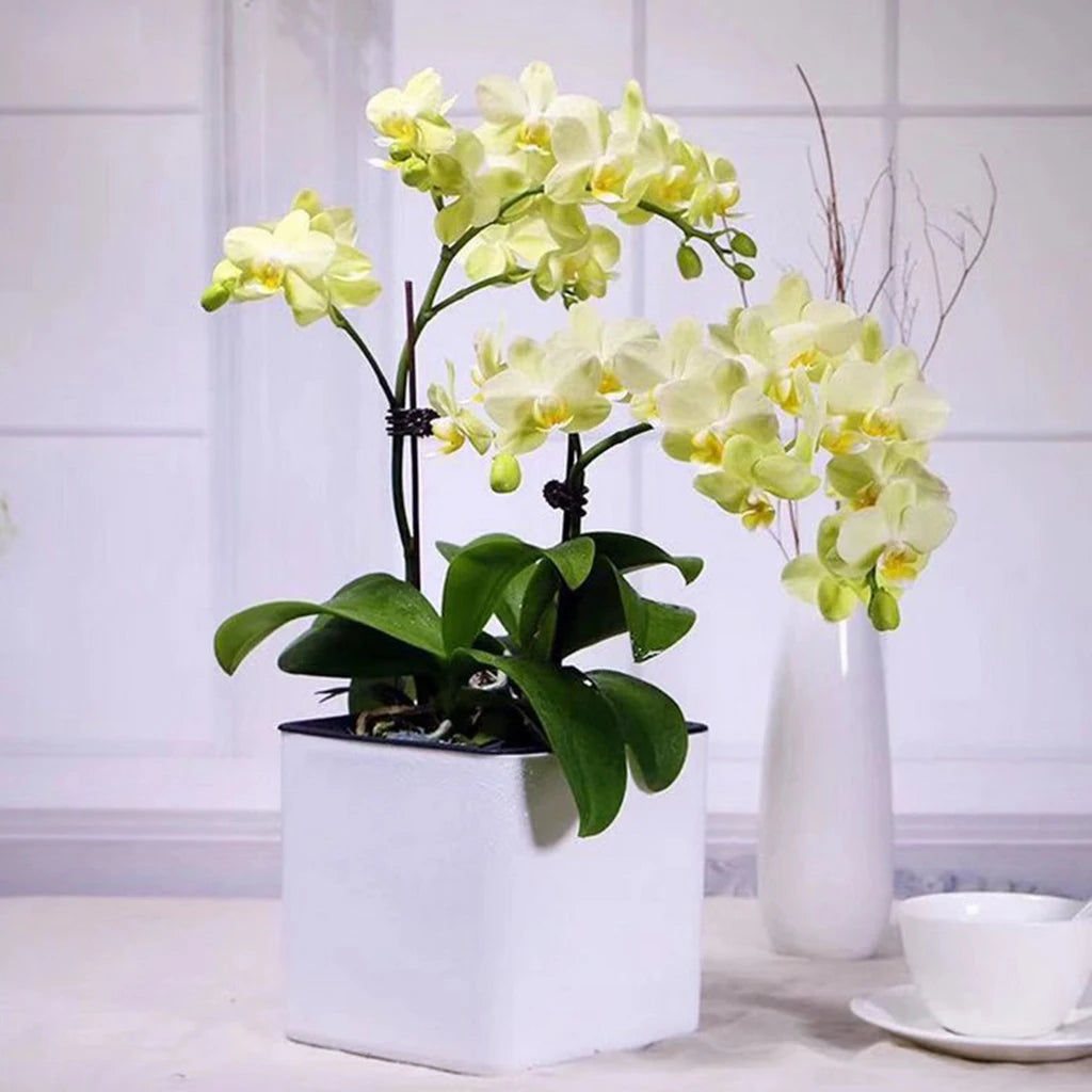 Self Watering Planter